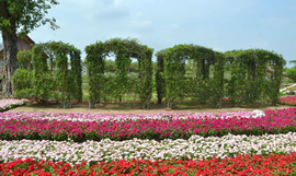 Large image vuon hong tu ton